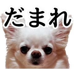 40 interesting stamps of Chihuahua ver.2