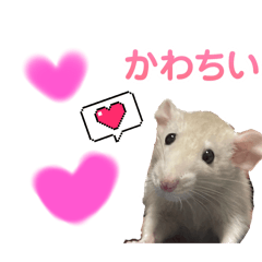 nanamin_20240427220451