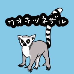 Cheerful ring-tailed lemur