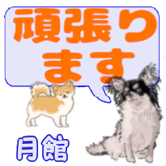 Tsukidate's letters Chihuahua