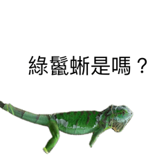 Lizard in Taiwan-1