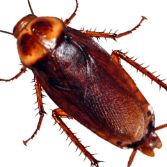 Jessie-54-Big-Cockroach