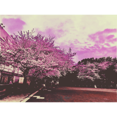 東京の桜 さくら サクラ