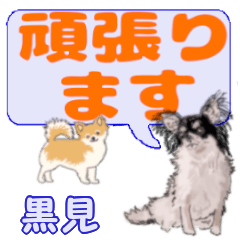 Kuromi's letters Chihuahua