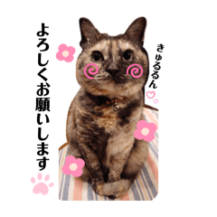 Nanako of cats