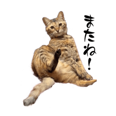 noah's ark_20240428160146