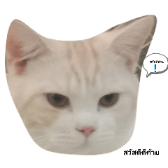 piyawat_20240429123615