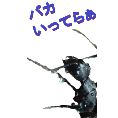 edokko from Ant-BIG