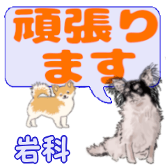 Iwashina's letters Chihuahua