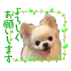 dog chiwawa cute boy