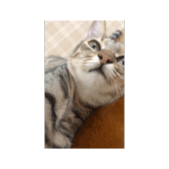 張家貓貓第一個動圖