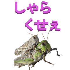 edokko from Grasshopper-BIG