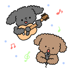 Toy Poodle Chocolat  and Noir 1