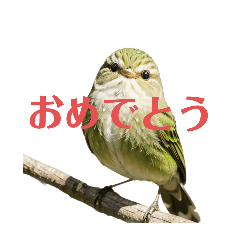japan bush warbler