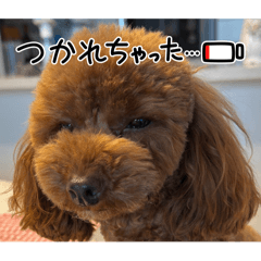 Toy Poodle Mocohama Diary Pt.2
