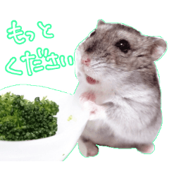 Djungarian hamster nanaco