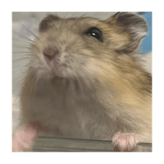 hamster Hamuta