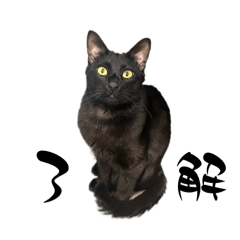 noah's ark_20240429224424