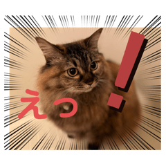 Maaasa_20240429213502