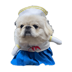 pekingese_sinnosuke