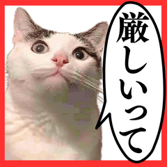 ⚫️猫のメンズコーチ32匹www【危機感煽る】