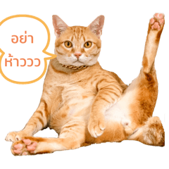 SomSom_20240430162225