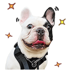 Elvis the frenchie 12