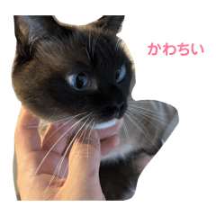 Love Neko_20240430155619