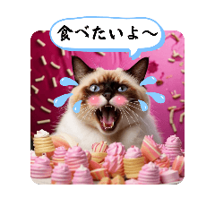 Siamese cat likes sweets