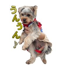 yuitanyon