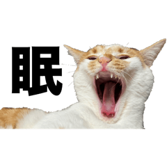 nekonomama_20240430232709