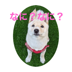 日本种小犬的磷太郎