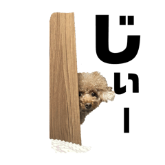 toy poodle stamp marin