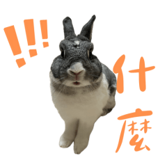 Nubi Rabbit-Daily Life