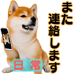 Shiba Inu Daily Messages.