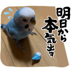 yayoi_20240501213110