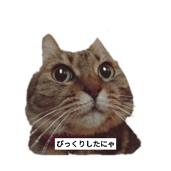 nekorr