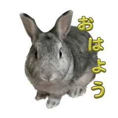 MINI Rabbit TEN