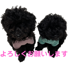 Toy Poodle twins Pino and Noa