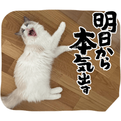 LULUSHU2