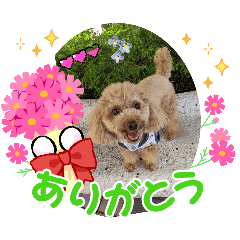 maru-toypoodle-stanp