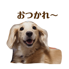 Pet dog stamp(coco)