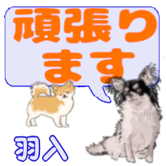 Hanyuu's letters Chihuahua (3)