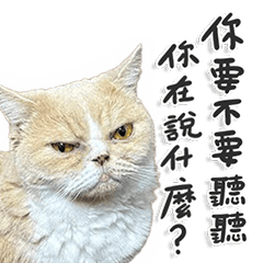 Stinky-faced cat Mai