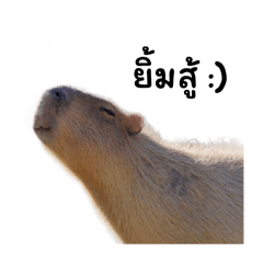 โลกของ Capybara
