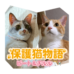 保護猫物語-ピート&チルル- Vol.1