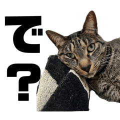 hanamegane_20240503142721