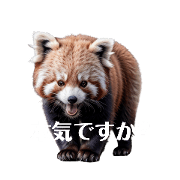 red panda 2.
