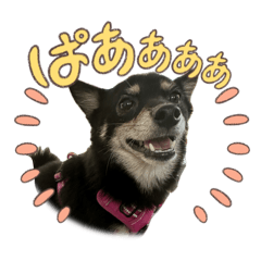 yayoi_20240503221342