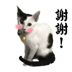 柴米油鹽醬醋貓